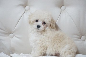 トイプードル(ティーカップ)【神奈川県・男の子・2017年7月9日・クリーム(ホワイト)】の写真「良血統（PRA発症なし）」