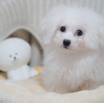 ビションフリーゼ【神奈川県・女の子・2023年9月14日・ホワイト】の写真「フレンドリーな子！」