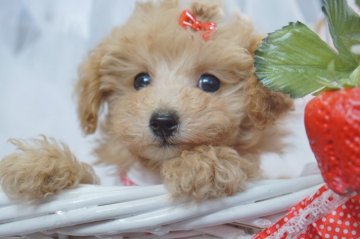 トイプードル(タイニー)【神奈川県・女の子・2018年3月16日・アプリ】の写真「人なっこくいい仔です。」