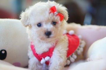 トイプードル(ティーカップ)【神奈川県・女の子・2019年3月29日・クリーム】の写真「かわいく血統も(^-^)v」