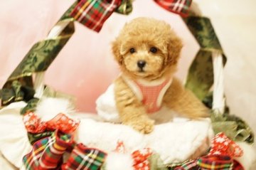 トイプードル(タイニー)【神奈川県・女の子・2017年9月16日・アプリコット】の写真「可愛くなる予感！」