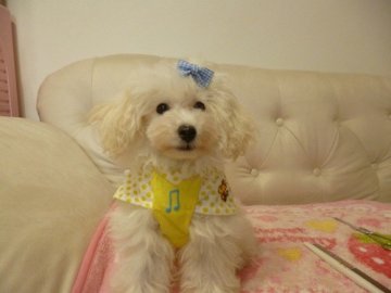 トイプードル(ティーカップ)【神奈川県・男の子・2013年5月11日・ホワイト・2.0㌔前後】の写真「おっとり、温厚な子」