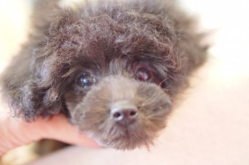 トイプードル(ティーカップ)【神奈川県・男の子・2021年1月5日・ブラック】の写真「チャンピオン直子！」