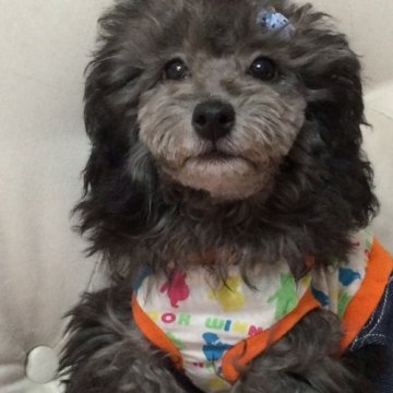 トイプードル(タイニー)【神奈川県・男の子・2015年10月30日・シルバー】の写真「お顔のかわいいボーイ！」