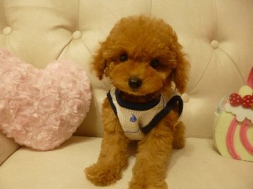 トイプードル(タイニー)【神奈川県・男の子・2013年5月24日・レッド】の写真「ラインブリード（血統優秀！）」