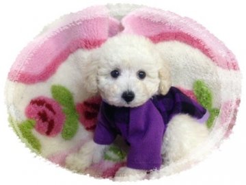 トイプードル(トイ)【神奈川県・男の子・2014年3月24日・ホワイト】の写真「お顔のとっても可愛い子」
