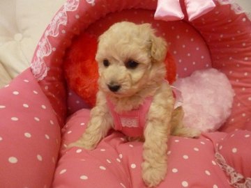 トイプードル(トイ)【神奈川県・女の子・2013年3月27日・ホワイト】の写真「」