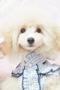 トイプードル(タイニー)【神奈川県・男の子・2017年3月14日・クリーム】の写真「血統優秀！大人しく控えめな子PRA発症なし」