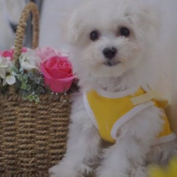ビションフリーゼ【神奈川県・女の子・2023年4月19日・ホワイト】の写真「きゃわいい！」