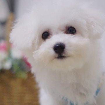 ビションフリーゼ【神奈川県・男の子・2023年4月19日・ホワイト】の写真「おっとりのんびりタイプ
健康診断書付き」