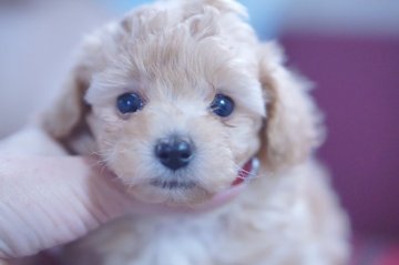 トイプードル(タイニー)【神奈川県・男の子・2018年8月4日・アプリコット】の写真「血統良(PRA発症しません)」