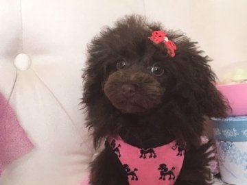 トイプードル(タイニー)【神奈川県・女の子・2016年11月4日・ブラウン】の写真「血統すご～く良い子です。」