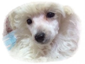 トイプードル(タイニー)【神奈川県・女の子・2015年10月29日・ホワイト】の写真「チャンピオン直娘(生命保障付き1年）」