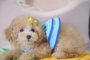 トイプードル(タイニー)【神奈川県・男の子・2021年6月22日・アプリコット】の写真「血統優秀！遺伝子OK」