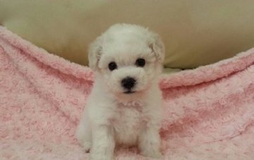 ビションフリーゼ【神奈川県・女の子・2014年9月15日・ホワイト】の写真「」