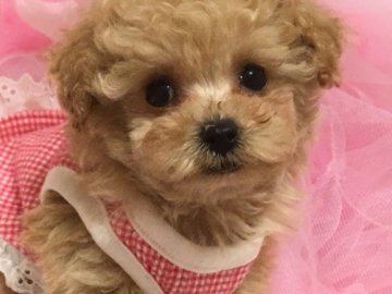 トイプードル(ティーカップ)【神奈川県・女の子・2017年3月14日・薄いアプリコット】の写真「パパはアメリカチャンピオン！」