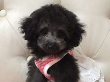 トイプードル(タイニー)【神奈川県・女の子・2016年9月16日・シルバー】の写真「期間限定！３万円お引きいたします。。」