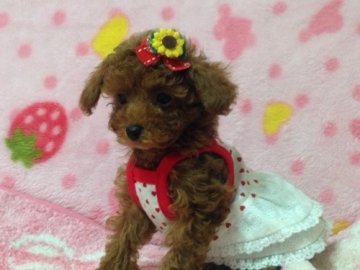 トイプードル(タイニー)【神奈川県・女の子・2014年5月27日・レッド】の写真「タイニー前半予想！」