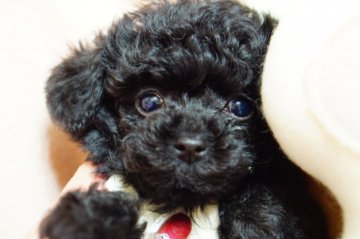 トイプードル(ティーカップ)【神奈川県・男の子・2017年12月16日・ブラック】の写真「かわいくなります。（PRA発症しません。）」