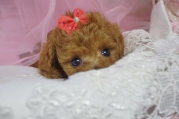 トイプードル(タイニー)【神奈川県・女の子・2017年3月12日・レッド】の写真「あかる～いキュートな女の子！」