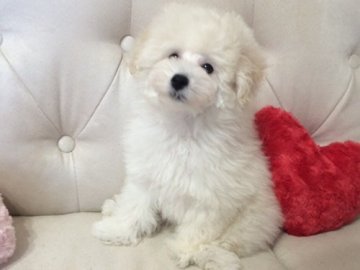 トイプードル(タイニー)【神奈川県・男の子・2015年10月29日・ホワイト】の写真「血統優秀！PRA発症しません」