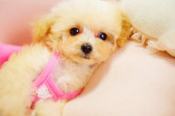 トイプードル(ティーカップ)【神奈川県・女の子・2017年11月29日・クリーム】の写真「パパはアメリカチャンピオン」