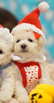 トイプードル(ティーカップ)【神奈川県・女の子・2019年10月14日・ホワイト】の写真「パパはアメリカチャンピオン！」