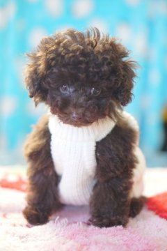 トイプードル(タイニー)【神奈川県・男の子・2019年9月16日・ブラウン】の写真「血統優秀」