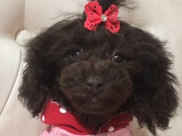 トイプードル(タイニー)【神奈川県・女の子・2016年11月4日・ブラウン】の写真「大人しいくよいこです。血統優秀！」