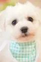 ビションフリーゼ【神奈川県・男の子・2021年2月7日・ホワイト】の写真2
