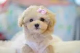 ティーカッププードル【神奈川県・女の子・2020年11月4日・アプリコット】の写真5