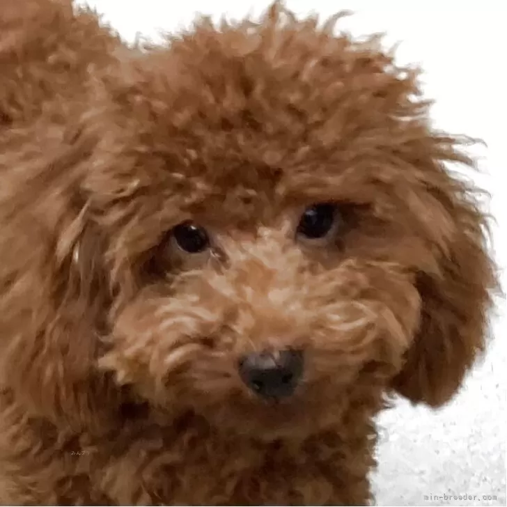 トイプードル(トイ)【大阪府・男の子・2025年2月26日・レッドフォーン】の写真1「体重は、3255gでした。」