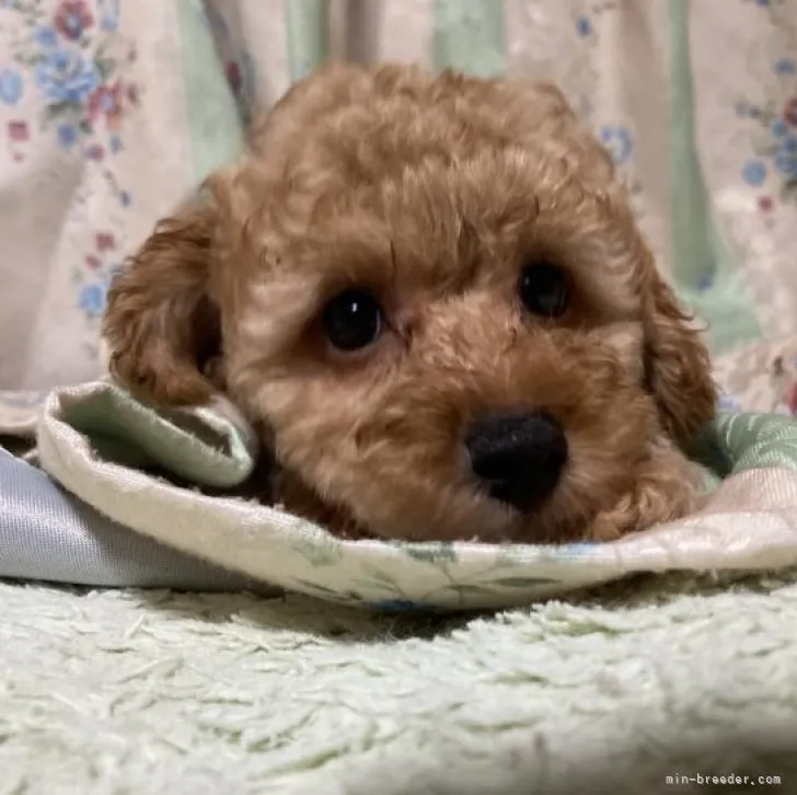 ID：2209-02950の子犬