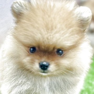 ポメラニアン【茨城県・男の子・2025年8月5日・オレンジ】の写真「綺麗な毛色の男の子」