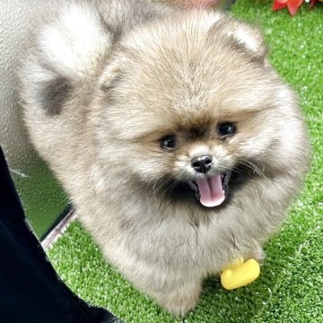 ポメラニアン【茨城県・男の子・2025年7月28日・オレンジ】の写真「モコモココートの男の子」