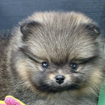 ポメラニアン【茨城県・女の子・2025年4月15日・オレンジセーブル】の写真「お顔が小さくつぶらな瞳の女の子」