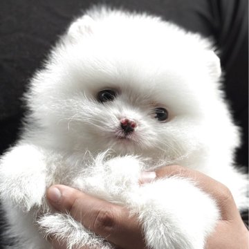 ポメラニアン【茨城県・男の子・2025年2月14日・クリーム】の写真「ホワイトに近いクリームの男の子」