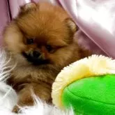 ポメラニアン【茨城県・女の子・2025年8月25日・オレンジ】の写真4