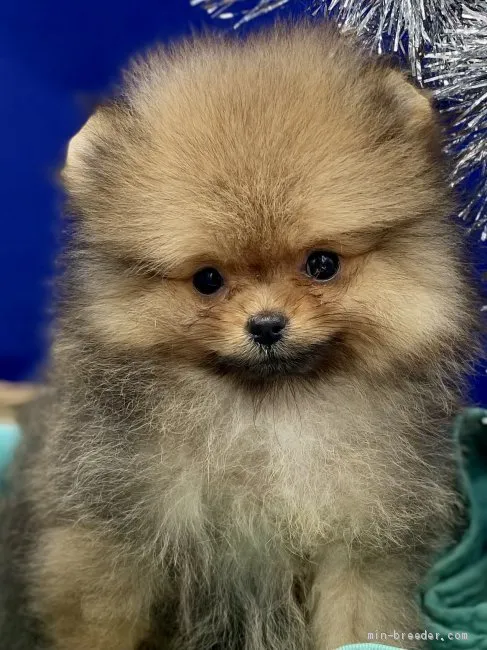 ID:2101-03490の子犬