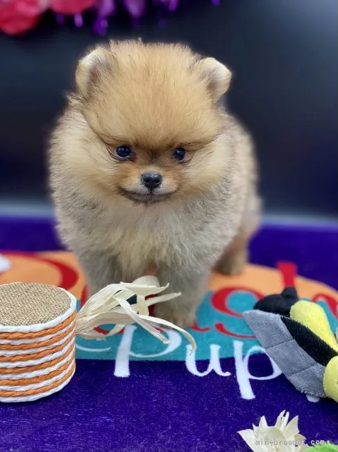 M.H 様のお迎えした子犬