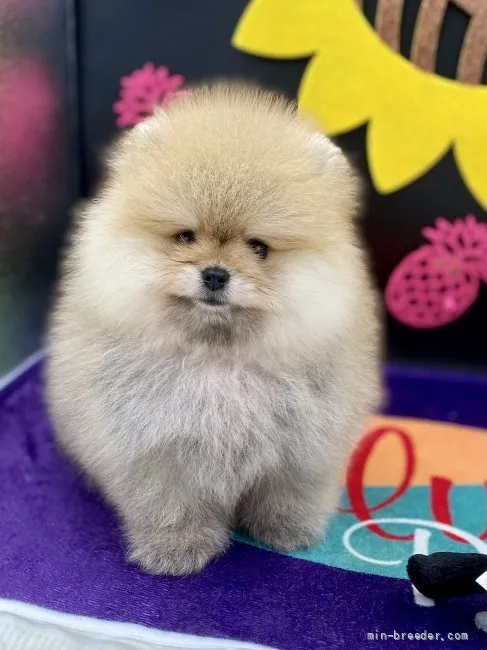 ID：2108-03326の子犬