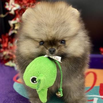 ポメラニアン【茨城県・男の子・2022年9月16日・オレンジ】の写真「ふわふわな僕ちゃん」