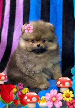 ポメラニアン【茨城県・女の子・2020年3月16日・オレンジ】の写真「小ぶりな私です!！お父さんは、チャンピオン！」