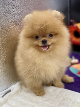 ポメラニアン【茨城県・男の子・2021年7月21日・オレンジ】の写真「綺麗な毛色のお顔の小さな男の子」