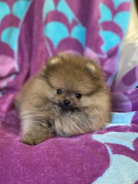 ポメラニアン【茨城県・女の子・2020年3月28日・オレンジ】の写真「お父さんチャンピオンのおっとりしてる女の子！」