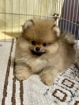 ポメラニアン【茨城県・男の子・2021年7月5日・オレンジ】の写真「寂しがりやの優等生」