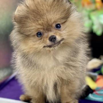 ポメラニアン【茨城県・女の子・2022年6月1日・オレンジ】の写真「ムッチムチのチャーミングな女の子！」