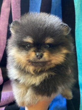 ポメラニアン【茨城県・男の子・2020年3月19日・ブラック&タン】の写真「綺麗なブラックタンの男の子」