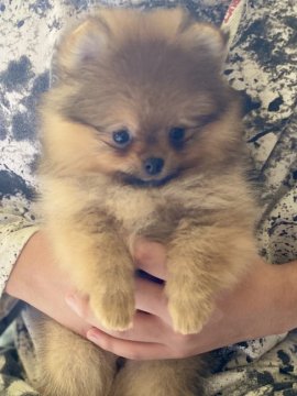 ポメラニアン【茨城県・女の子・2020年3月7日・オレンジ】の写真「お父さんは、NO1ポメラニアン」