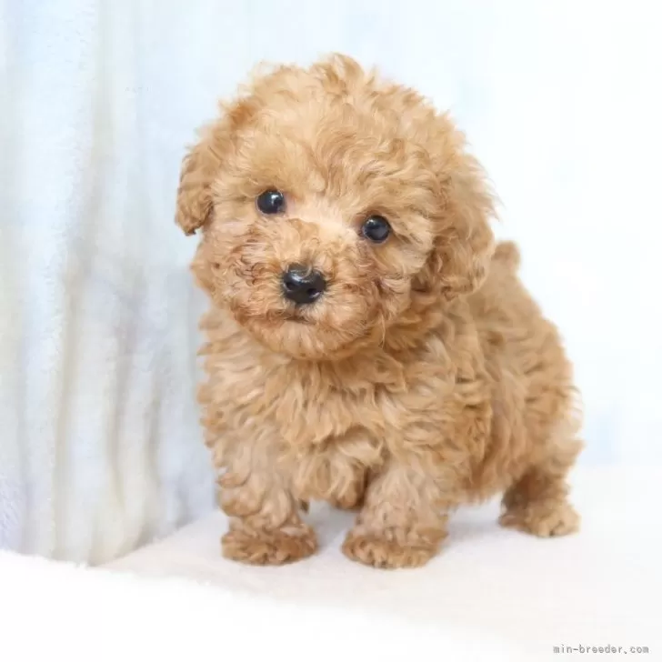 ID:2502-01874の子犬